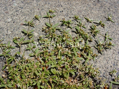 carpetweed